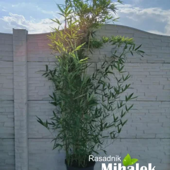 phyllostachys-bambus-2