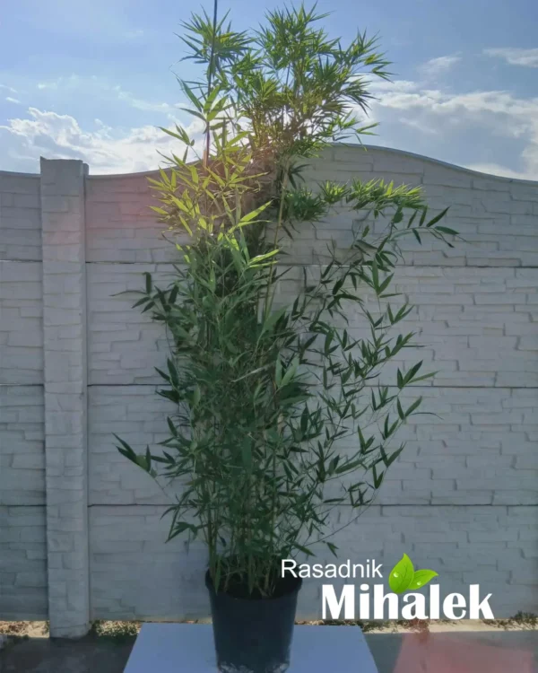 phyllostachys-bambus-2
