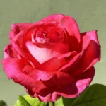 ruza-cajevka-sylvia-3