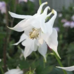 aquilegia-vulgaris-alba-kandilica-2