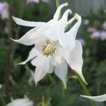 aquilegia-vulgaris-alba-kandilica-2