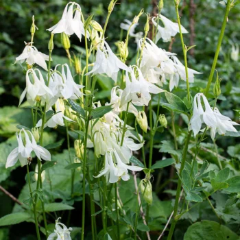 aquilegia-vulgaris-alba-kandilica