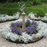 Cineraria maritima "Silver" - Slika 3