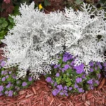 cineraria maritima silver cena
