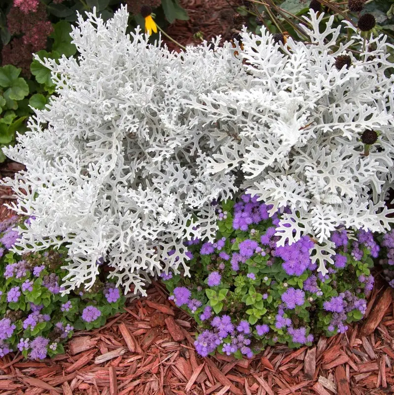 cineraria-maritima-silver-2 cineraria maritima silver cena