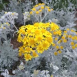 cineraria maritima silver cvet