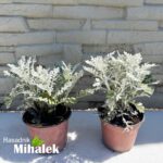 cineraria-sadnice