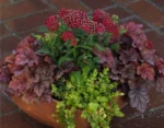 heuchera-carnival-watermelon-1