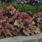 heuchera-carnival-watermelon-3