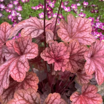 heuchera carnival watermelon