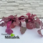 heuchera-carnival-watermelon-sanice1