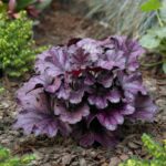 heuchera-forever-purple-1