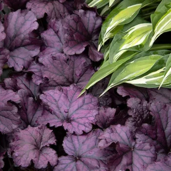 heuchera-forever-purple-2