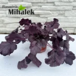 heuchera-forever-purple-sadnice-1