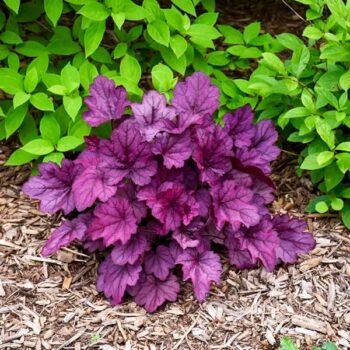 heuchera-wild-rose-3