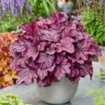 heuchera wild rose