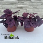 heuchera-wild-rose-sadnice-1