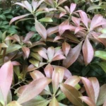 pieris-japonica-select-1