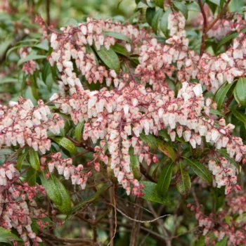 pieris-japonica-select-2
