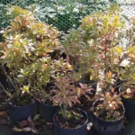 pieris-japonica-select-3