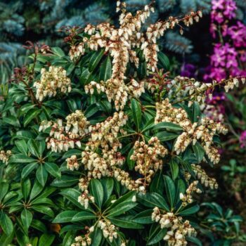 pieris-japonica-select-4