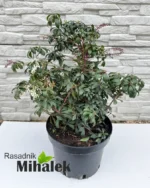 pieris-japonica-select-sadnice