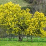 Acacia-dealbata-mimoza-1