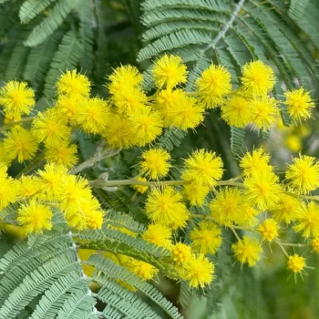 Acacia-dealbata-mimoza-2