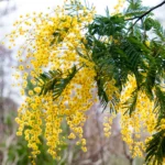 Acacia-dealbata-mimoza-3