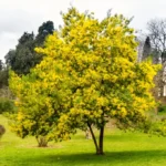 Acacia-dealbata-mimoza-4