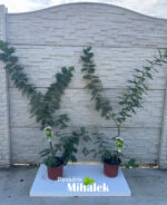 Acacia-dealbata-mimoza-sadnica