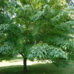 Acer-davidii-Serpentine-2