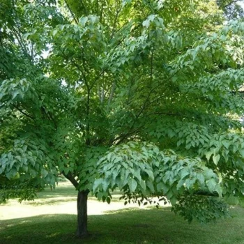 Acer-davidii-Serpentine-2