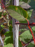 Acer-davidii-Serpentine-4