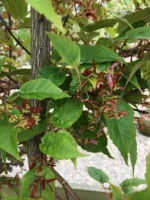 Acer-davidii-Serpentine-5