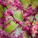 Cercis-Forest-Pansy-Judino-drvo-1