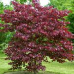 Cercis-Forest-Pansy-Judino-drvo-2