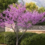Cercis-Forest-Pansy-Judino-drvo-3