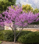 Cercis-Forest-Pansy-Judino-drvo-3
