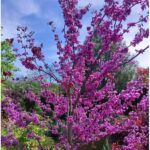 Cercis-canadensis-Merlot-Judino-drvo-2