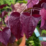 Cercis-canadensis-Merlot-Judino-drvo-3