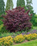 Cercis-canadensis-Merlot-Judino-drvo-5