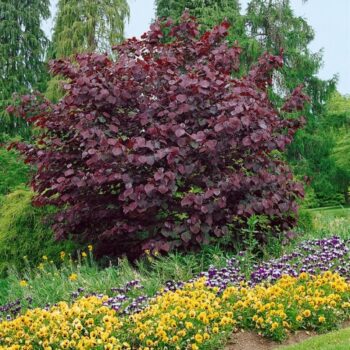 Cercis-canadensis-Merlot-Judino-drvo-5