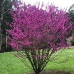 Cercis-chinensis-Avondale-Judino-drvo-1