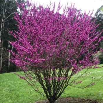 Cercis-chinensis-Avondale-Judino-drvo-1