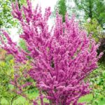 Cercis-chinensis-Avondale-Judino-drvo-2