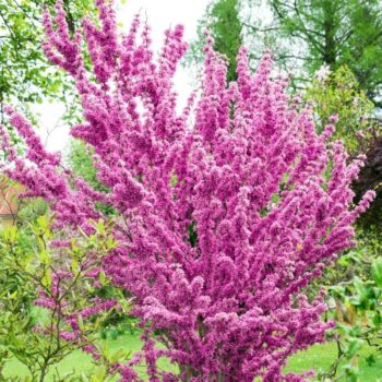 Cercis-chinensis-Avondale-Judino-drvo-2