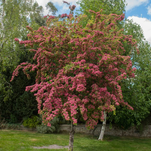 Crataegus-laviegata-Crimson-Cloud-1 Crataegus-laviegata-Crimson-Cloud-1