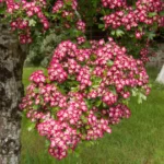 Crataegus-laviegata-Crimson-Cloud-2