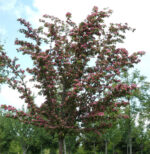Crataegus-laviegata-Crimson-Cloud-3